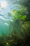 Beautiful yellow Water lily (nuphar lutea) in the clear pound. Underwater shot in the fresh water lake. Nature habitat. Unerwater world. Underwater view of a pond in summer.