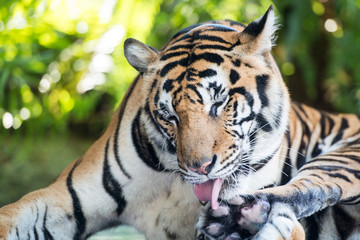 Sticker - THAILAND PATTAYA NONG NOOCH TIGER SHOW