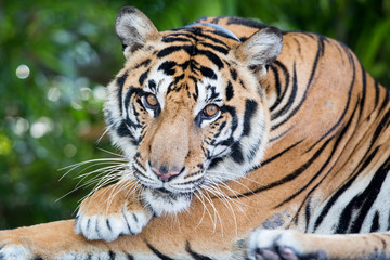 Sticker - THAILAND PATTAYA NONG NOOCH TIGER SHOW