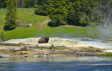 Bison in the vicinity of the hot springs, Mud Volcano Area, Scenic Landscapes of Geothermal activity of Yellowstone National Park, USA, UNESCO World Heritage Site