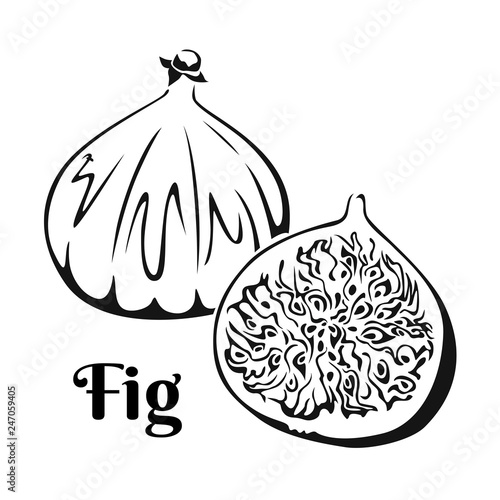 Figs isolated on white background. Vector black white illustration