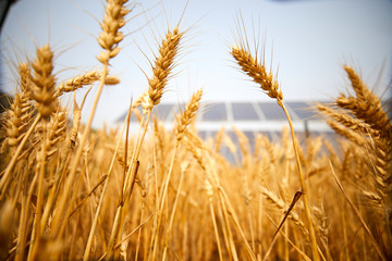 Solar photovoltaic farm light complementary wheat close-up