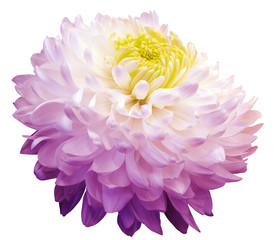 white-violet  chrysanthemum  flower, yellow center. white background isolated  with clipping path.  Closeup. with no shadows. for design.