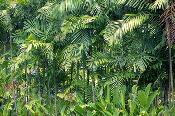  Betel palm in resort in thailand. a grove of palms, betel. background of thin trunks of exotic trees