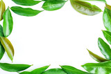 Fototapeta Natura - Green lychee leaves on white background / lychee poster background material