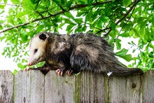 Grey And White Opossum On A Fence