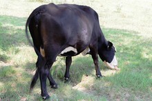 Black And White Cow Grazing On Green Grass Under Trees
