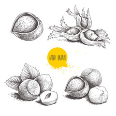 Sticker - Hazelnut sketches. Single, group, peeled and whole, with leaves. Engraved sketch style illustrations. Organic food. Component for sweet food and cosmetics. Vector pictures.