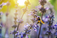 Close Up Of Blue Salvia With Bee Lit By Sunlight
