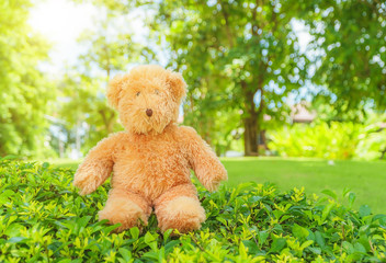 Wall Mural - teddy bear with flowers, Teddy bear sitting on the lawn in the garden.