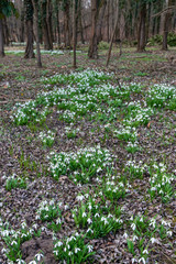 Sticker - beautiful snowdrop background