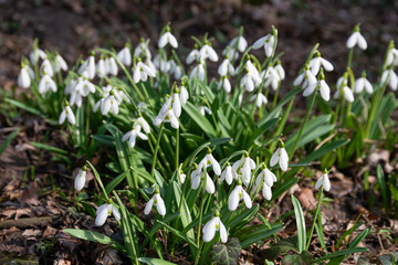 Canvas Print - beautiful snowdrop background