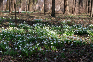 Sticker - beautiful snowdrop background