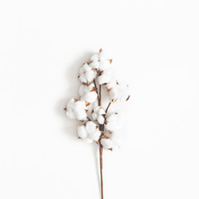 Flowers Composition. Cotton Flowers On White Background. Flat Lay, Top View, Square
