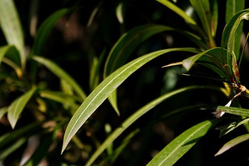 green grass with water drops