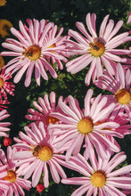 Pink Daisies With Three Bees In The Yellow Hearts