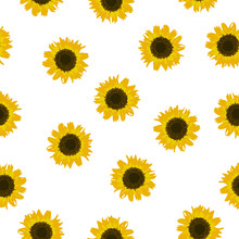 Seamless Pattern Yellow Sunflower On White Background, Vector Eps 10
