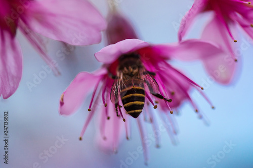 Plakat Pszczoła wysysa nektar kwiatu. Prunus cerasoides mają piękną różową naturę. Na północy Tajlandii Kwitnienie w okresie styczeń - luty