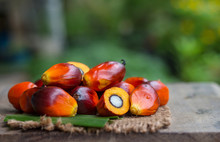 Palm Oil Fruit Of Vegetable Oil On Old Wooden Floor.