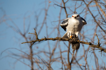 one black shouldered kite sitting in a dry tree with mouse it killed