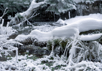 Poster - Frozen plant in forest