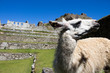llama standing at the Archaeological site of Machu Picchu Peru 