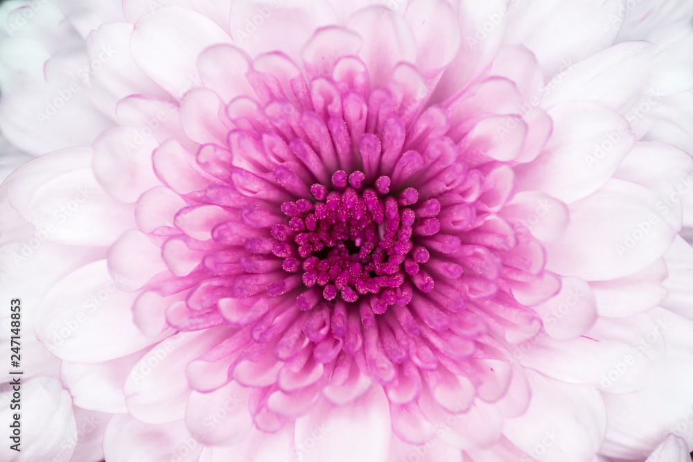 lovely pink and white macro flower for wallpaper - obrazy, fototapety, plakaty 