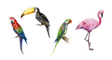 Watercolor Illustration Set Of Tropical  Birds. Toucan, Scarlet Macaw Parrot And Green Alexandrine Parrot. Pink Flamingo Bird Drawing.