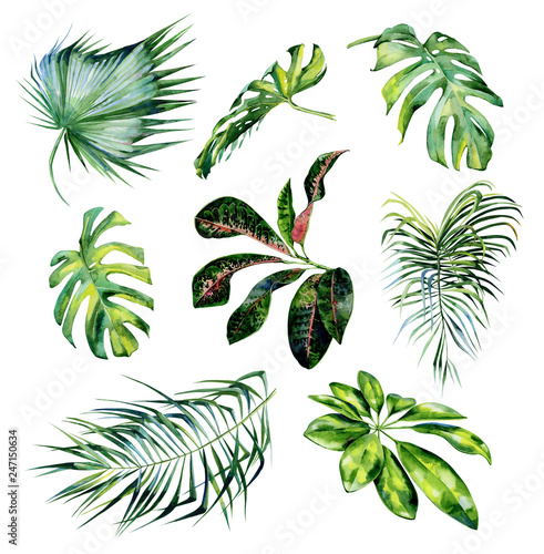 Watercolor illustration set of tropical leaves. Monstera leaves, schefflera o...