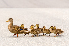 A Mother Duck And Her Ducklings Crossing A Road In A Line. There Are Seven Ducklings Following The Mother.