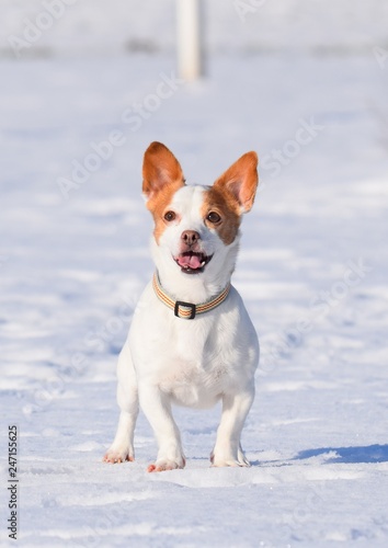 Plakat Mały, brązowo-biały pies szpieguje śnieg zieloną piłką tenisową