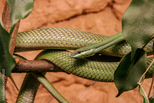 close up image of a beautiful Green Mamba Poster Mural XXL