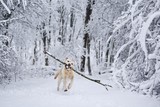 Fototapeta Psy - Happy dog in winter