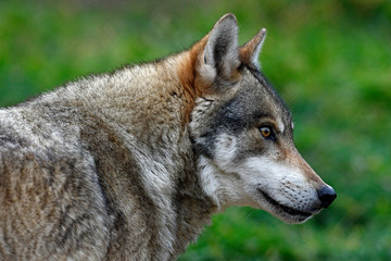 Wall Mural - Europäischer Wolf (Canis lupus lupus) - gray wolf