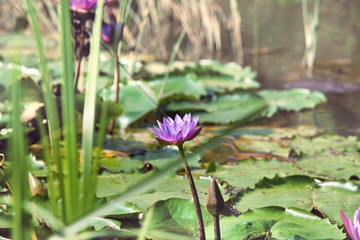 Canvas Print - Lotus