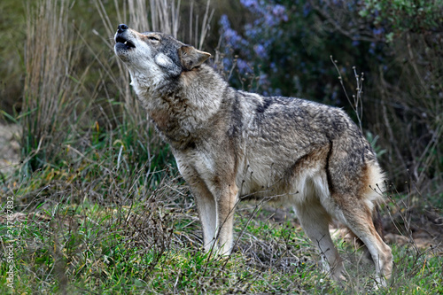 Heulender Wolf Canis Lupus Lupus Gray Wolf Buy This Stock Photo And Explore Similar Images At Adobe Stock Adobe Stock