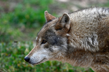 Wall Mural - Wolf (Canis lupus lupus) - gray wolf