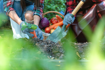 Asian happy friend women farmer planting harvest vegetables organic and hold shovel to her job in the vineyard outdoors countryside for sell in the markets