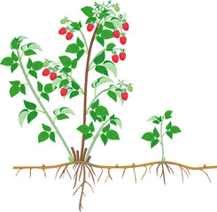 Poster - Parts of plant. Morphology of raspberry shrub with berries, green leaves, root system isolated on white background