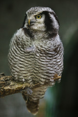 Canvas Print - Northern hawk-owl (Surnia ulula).