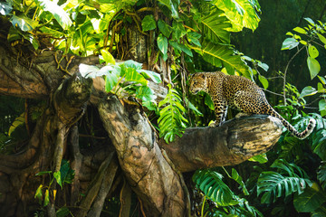 Wall Mural - Leopard on a branch of a large tree in the wild habitat during the day about sunlight