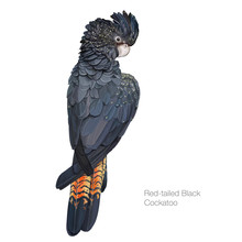 Red Tailed Black Cockatoo Hand Drawn Vector Illustration