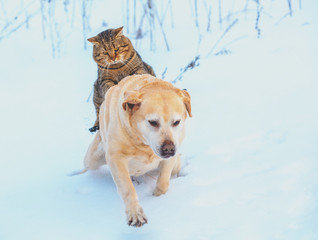 Wall Mural - Funny cat and dog are best friends. Cat riding the dog outdoors in snowy winter