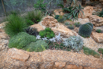 Wall Mural - Cactus garden