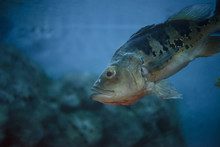 Fish (Orinoco Peacock Bass, Cychla Ocellaris )