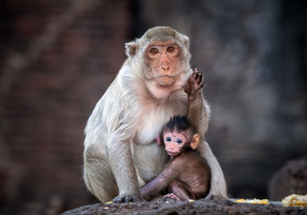 monkey family .