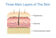 Three Main Layer Of The Human Skin. Illustration About Medical Diagram.