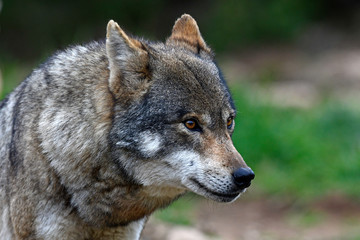 Wall Mural - Europäischer Wolf (Canis lupus lupus) - gray wolf