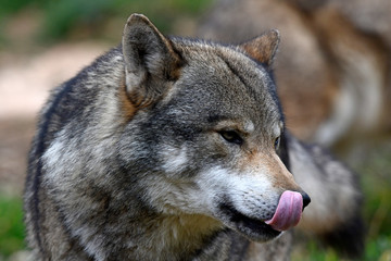 Wall Mural - Europäischer Wolf (Canis lupus lupus) - gray wolf