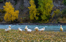 White Geese Walk, Graze On The Bank Of The Turquoise River, Where You Lies Autumn Leaves On A Background Of High Sandy Mountains